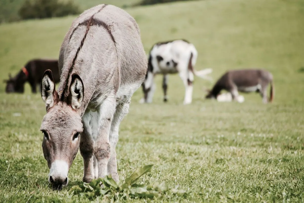 Donkey's in a green field