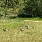 A duck family in a field