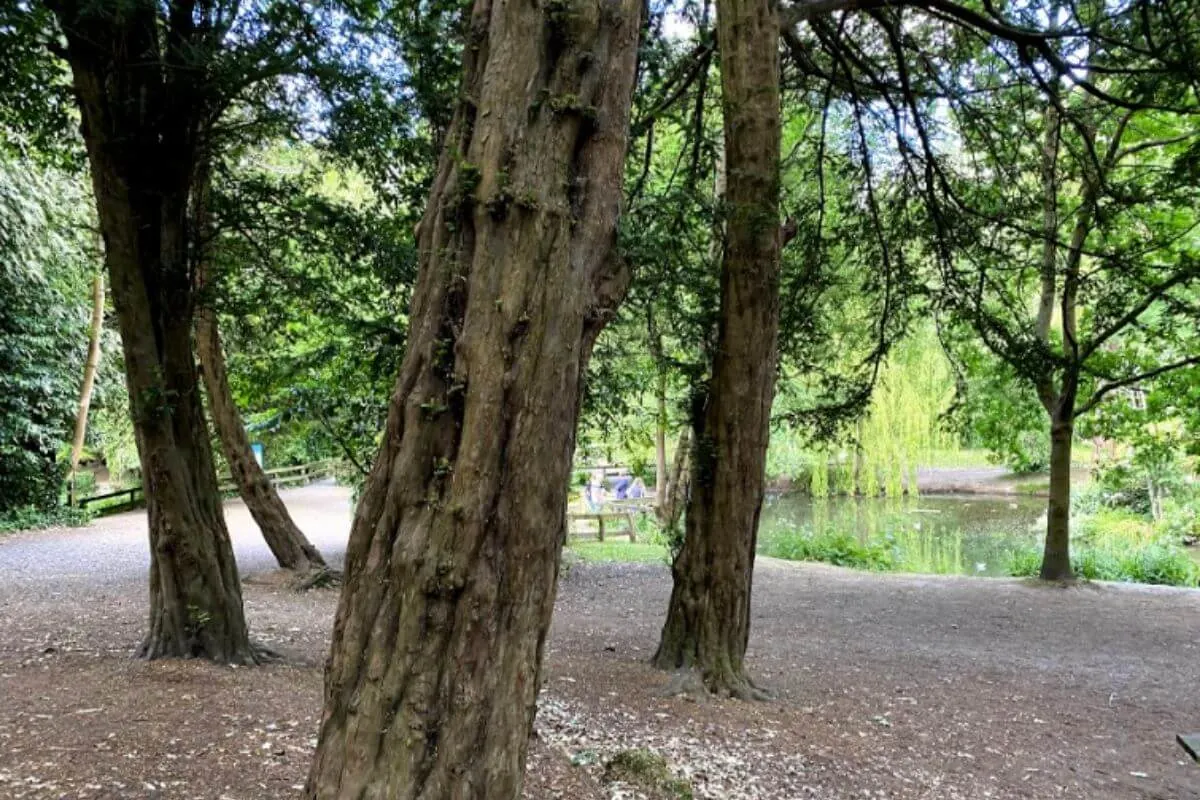 Three trees leading to the lake
