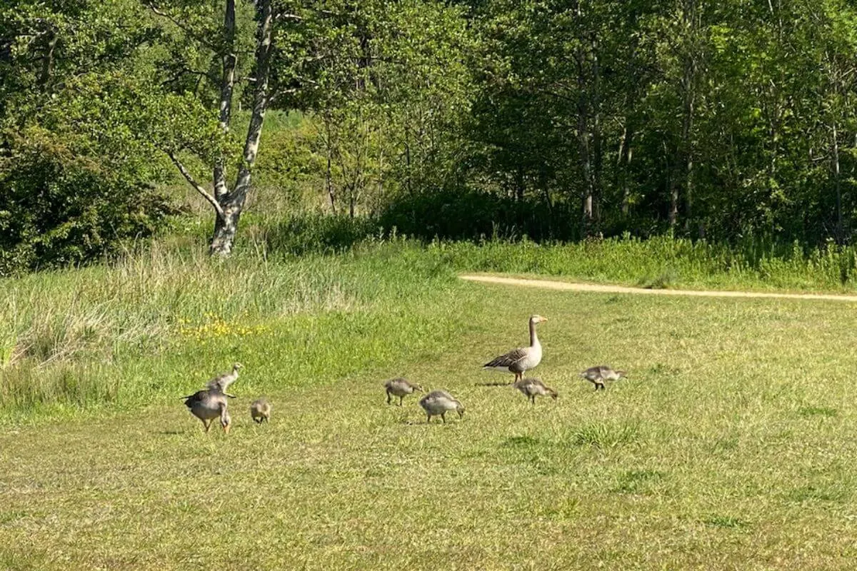 a family of ducks on a green field