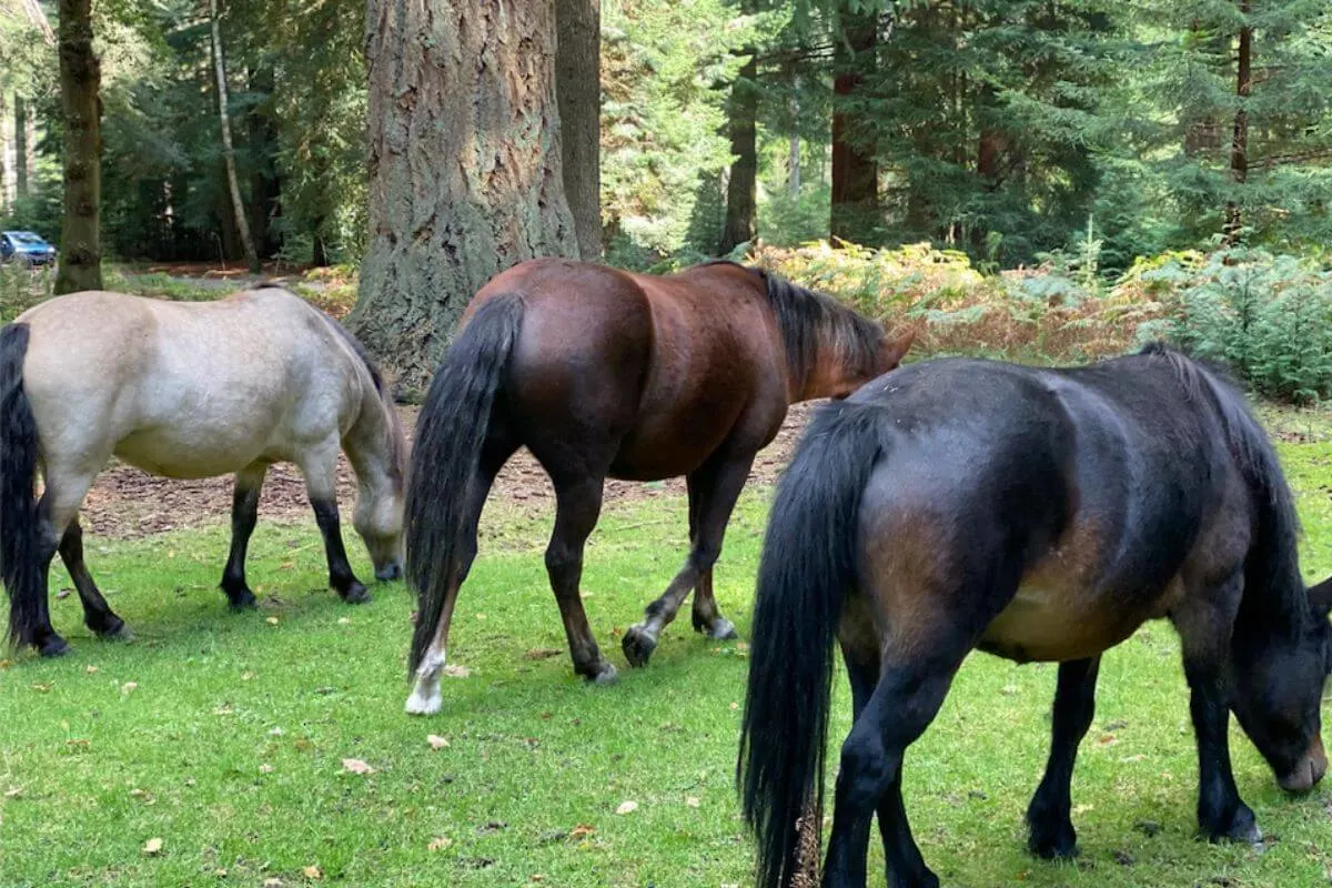 Three horses in the new forest
