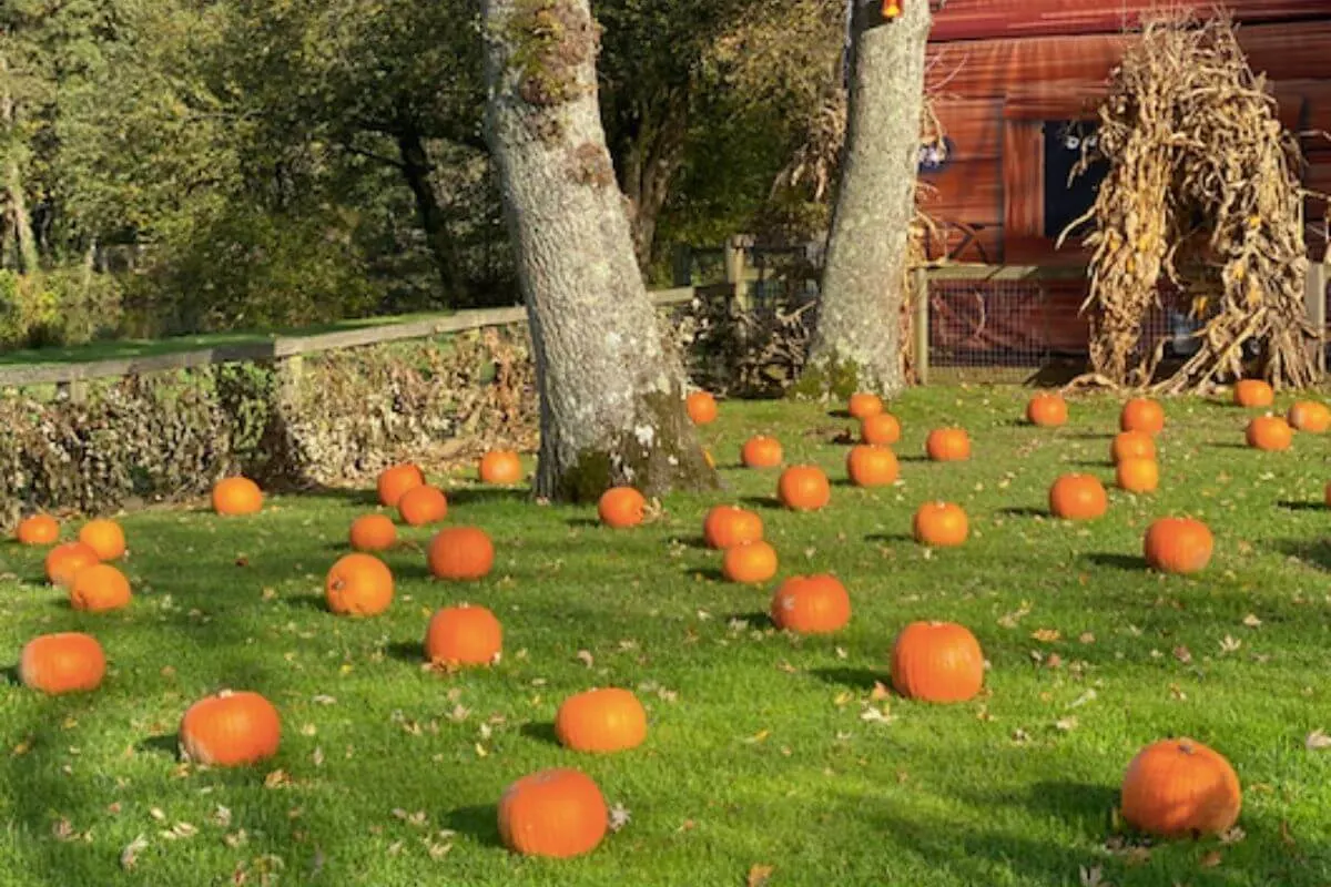 Pumpkins on the grass in Paultons Park