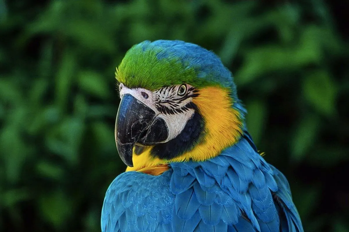 Parrot looking at the camera