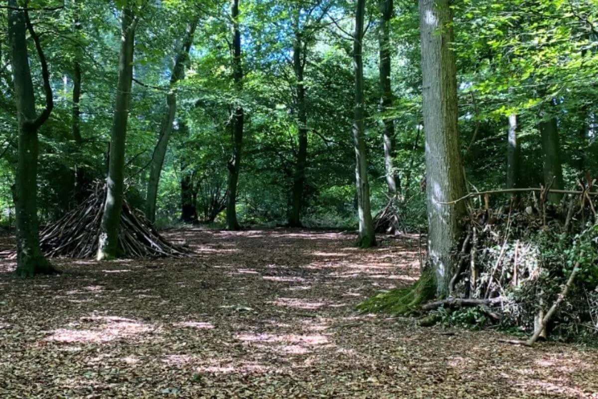 Alice Holt Country Park forest