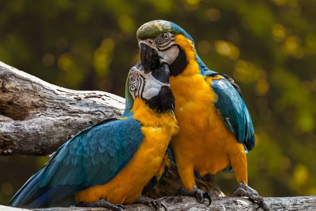 Two parrots hugging