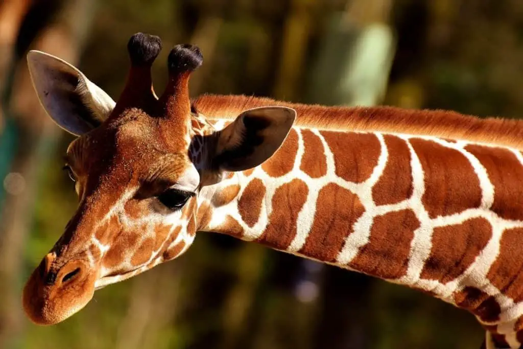 Giraffe leaning over