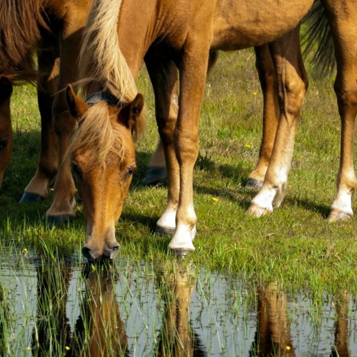 Two horses drinking from a puddle